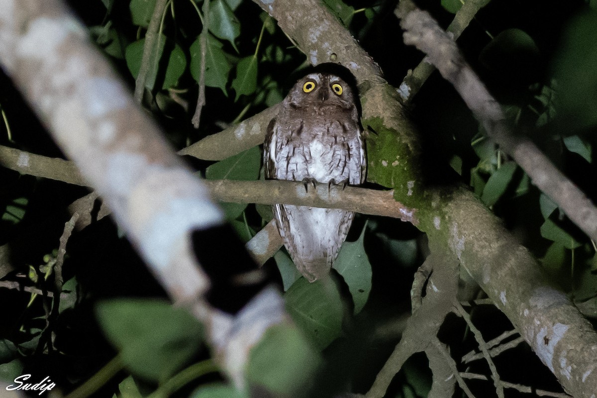 Oriental Scops-Owl - Sudip Ghosh