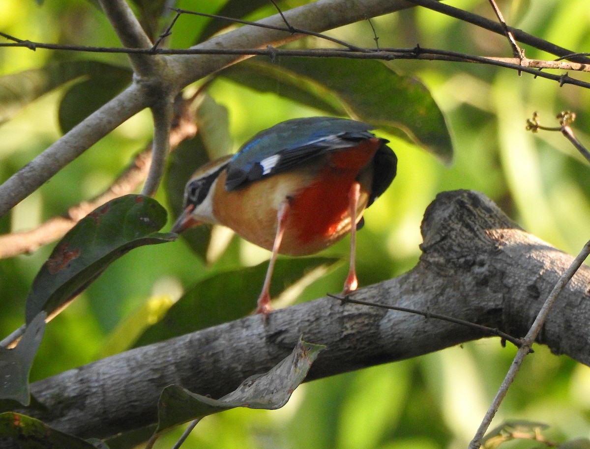 Indian Pitta - Afsar Nayakkan