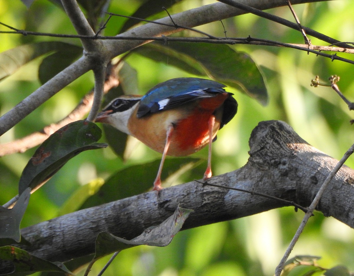 Indian Pitta - Afsar Nayakkan