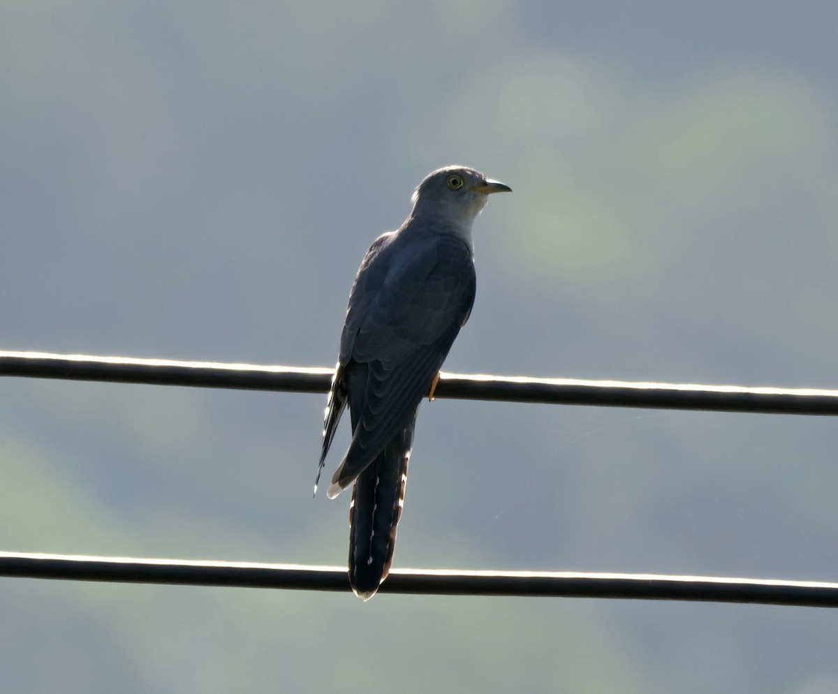 Himalayan/Oriental Cuckoo - ML416678781