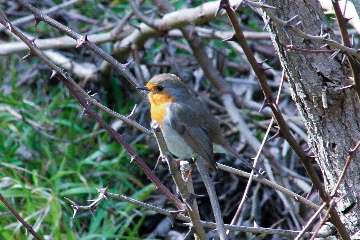 European Robin - ML416678951