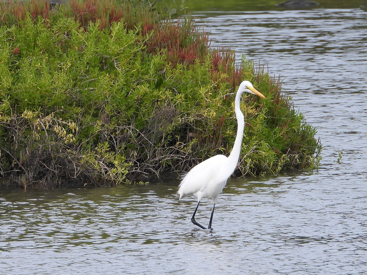 Great Egret - ML416679891