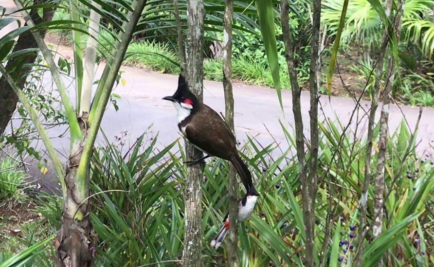 bulbul červenouchý - ML416680521