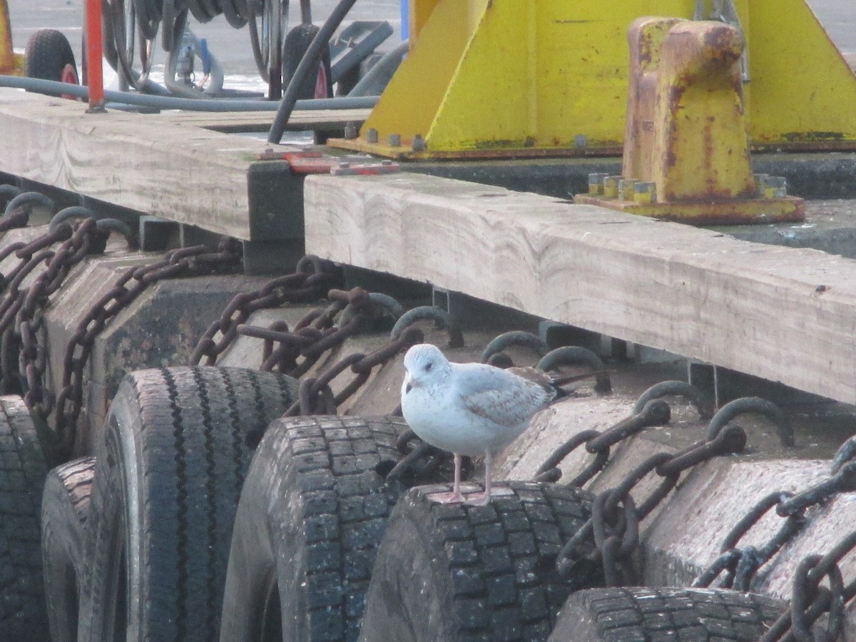 Ring-billed Gull - ML416681521