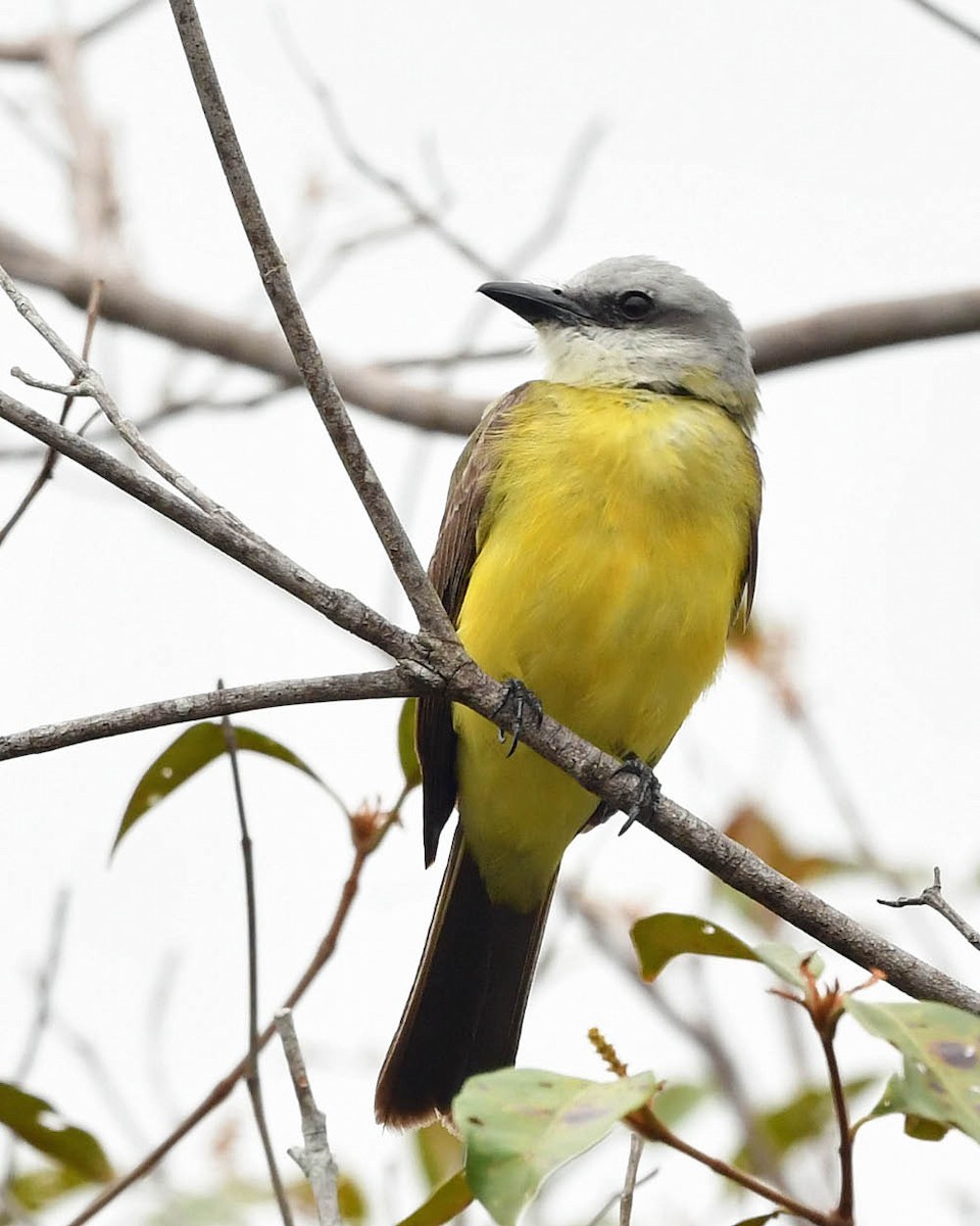 White-throated Kingbird - ML416681691