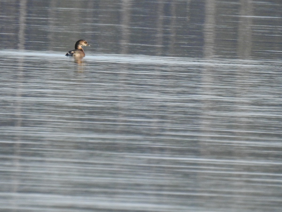 Pied-billed Grebe - ML416682271