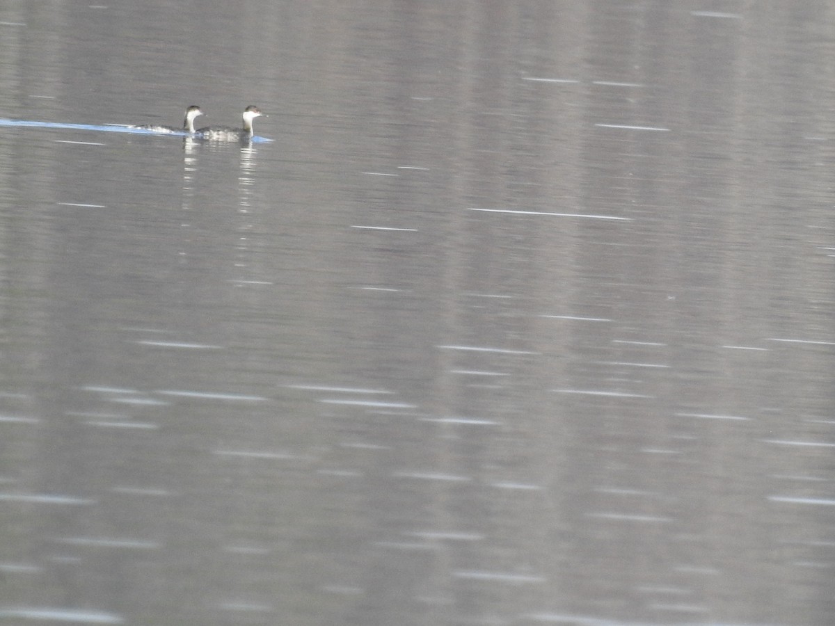 Horned Grebe - ML416682281