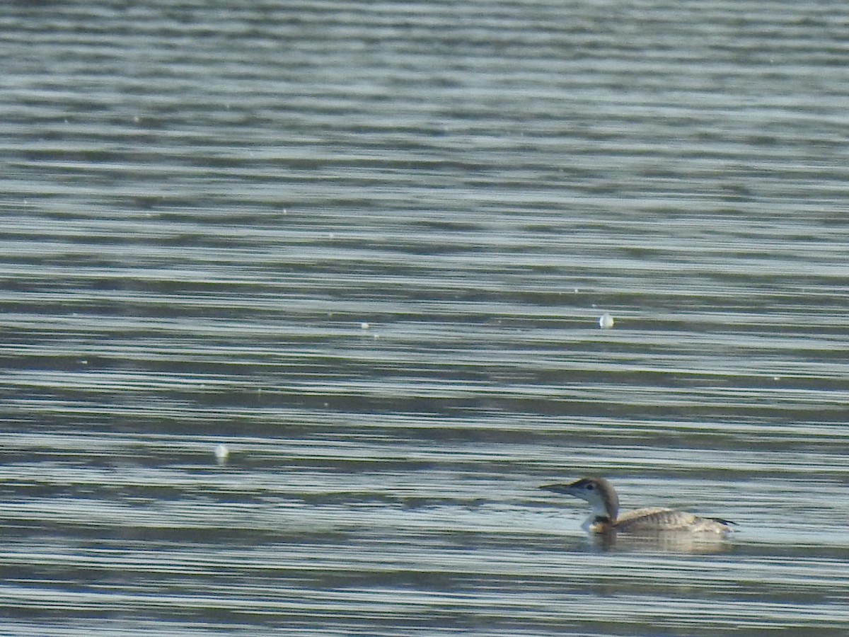 Common Loon - ML416682301