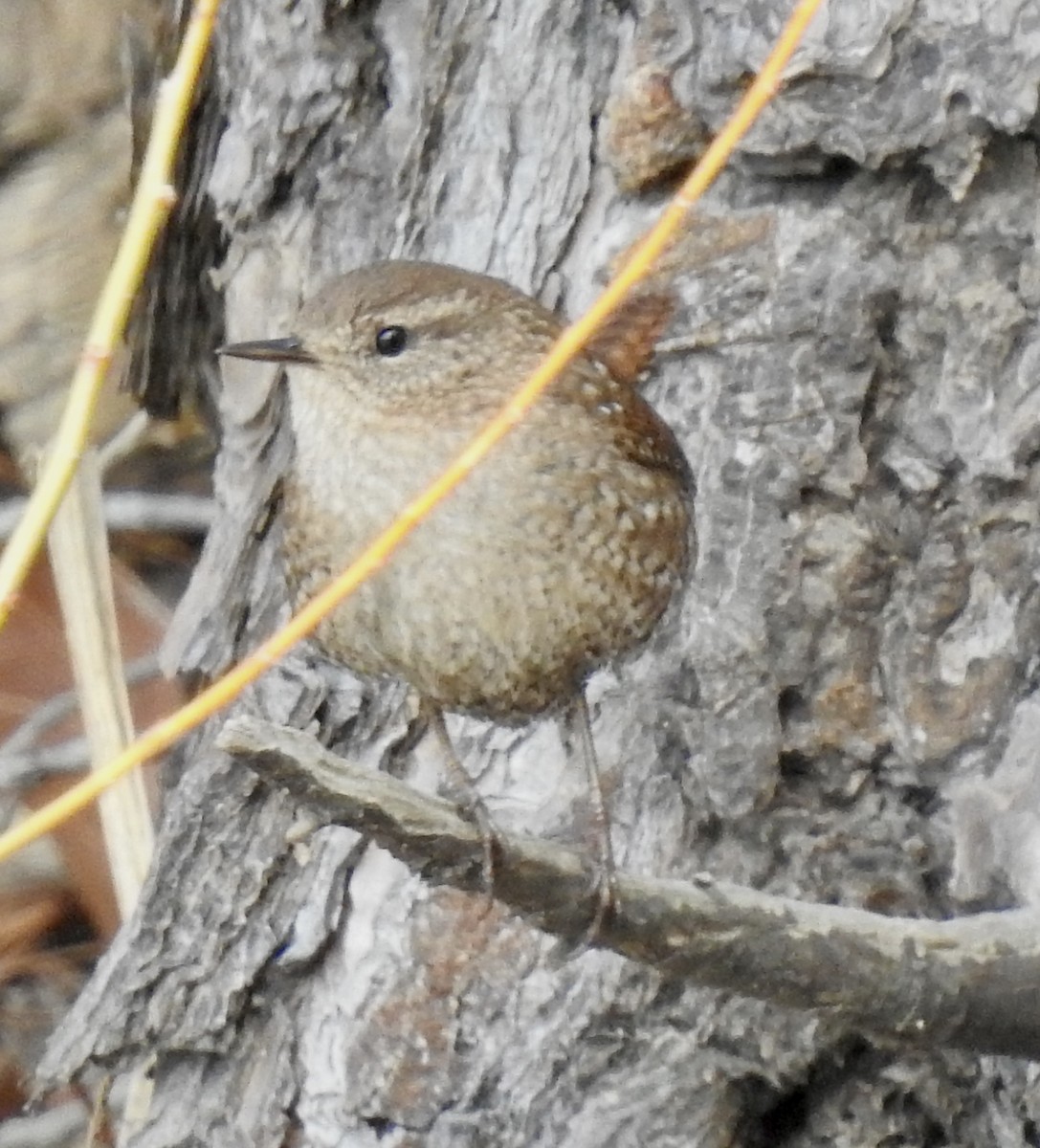 Winter Wren - ML416682381