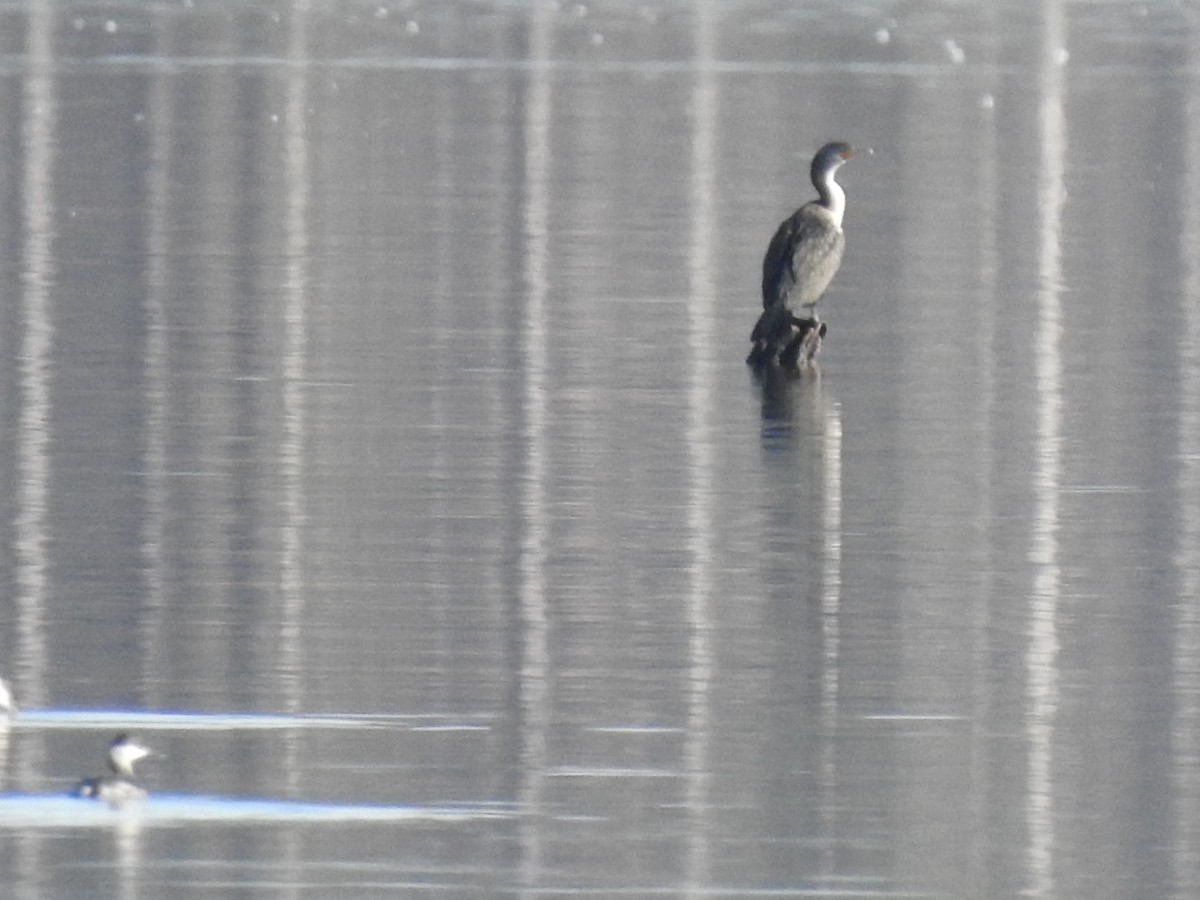 Cormorán Orejudo - ML416682391