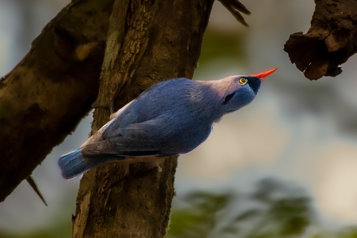 Velvet-fronted Nuthatch - ML416682471