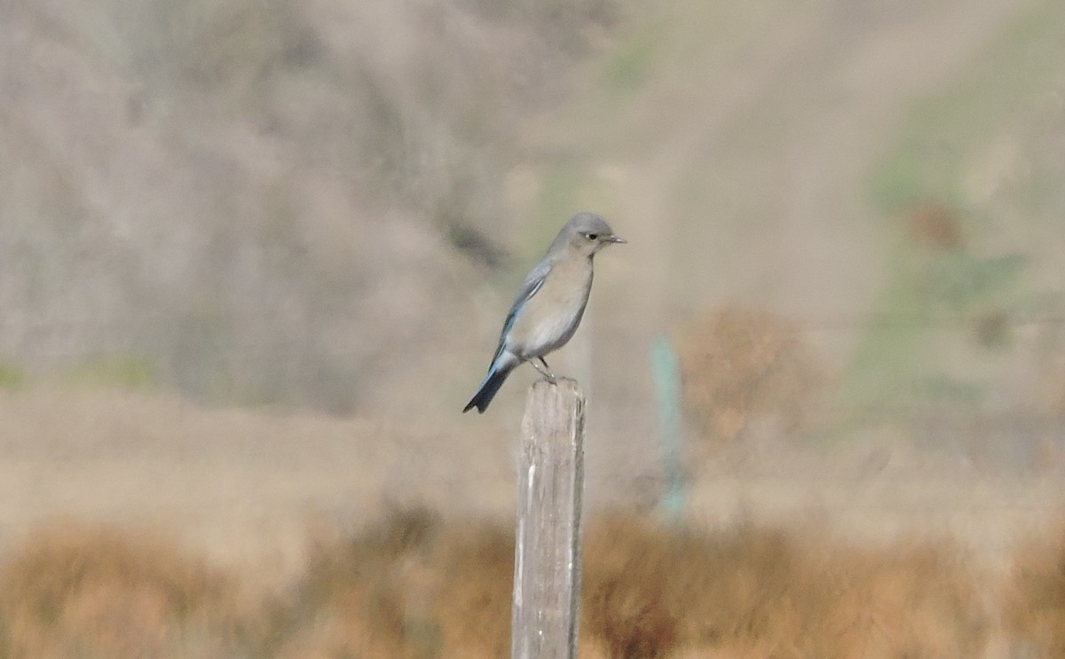 Mountain Bluebird - ML41668251