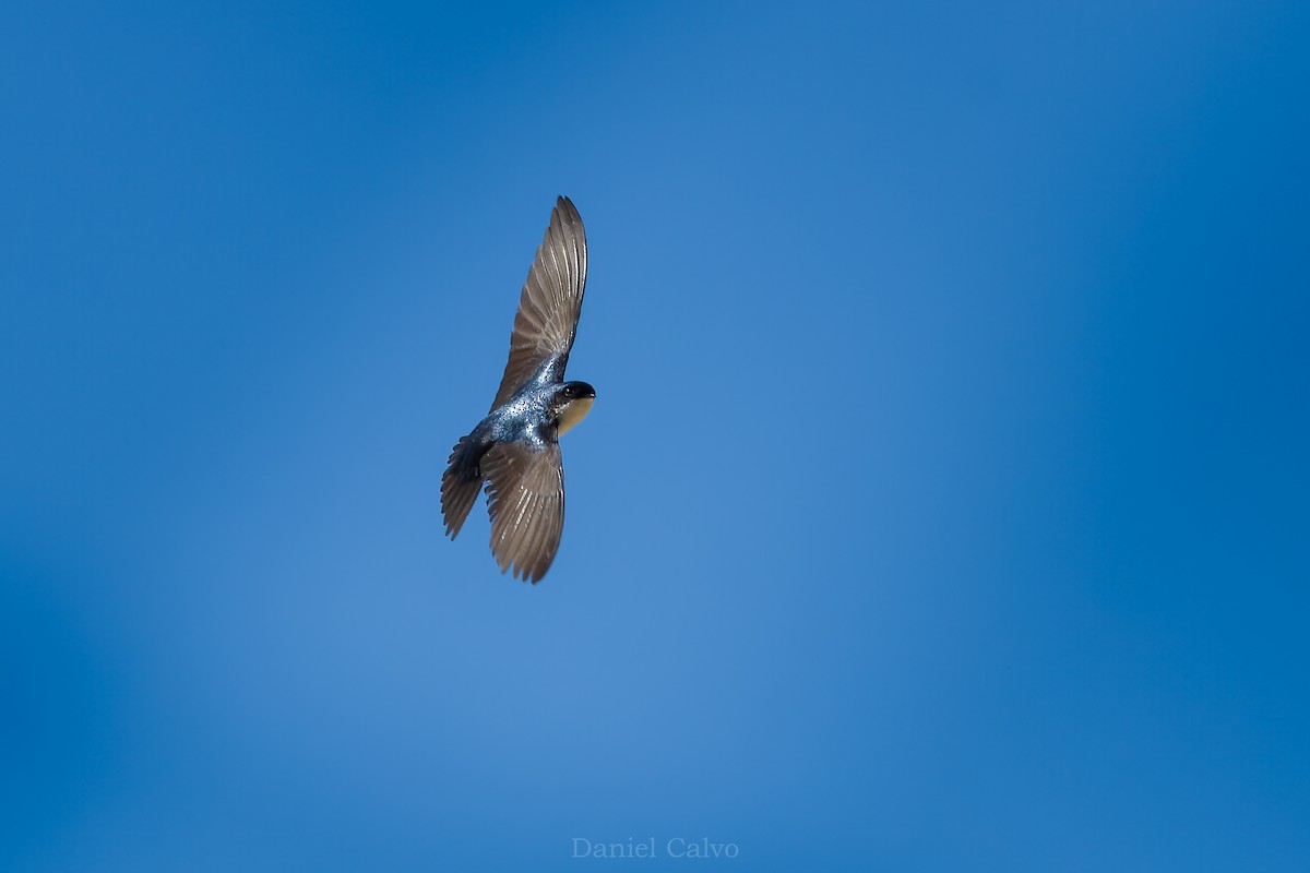 Blue-and-white Swallow - ML416683721