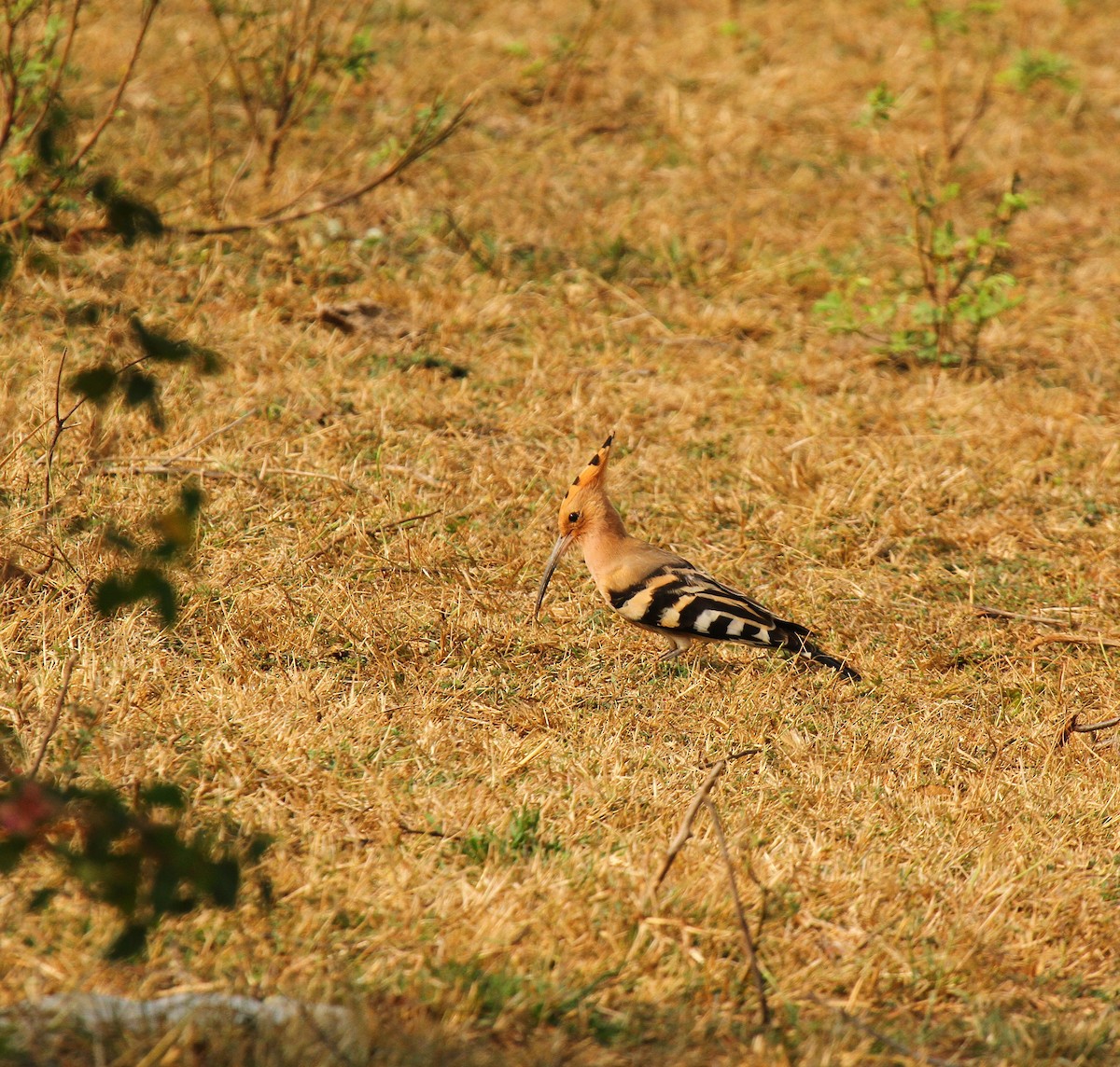 Eurasian Hoopoe - ML416684251