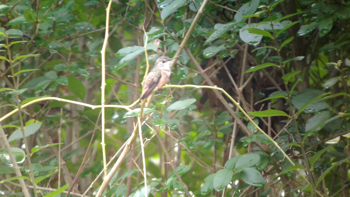 Rufous Hummingbird - ML41668431