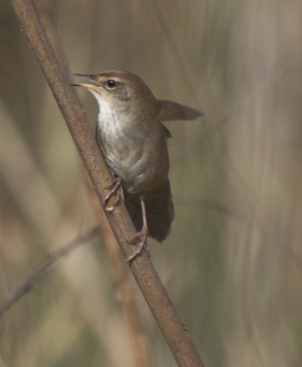 Spotted Bush Warbler - ML416684911