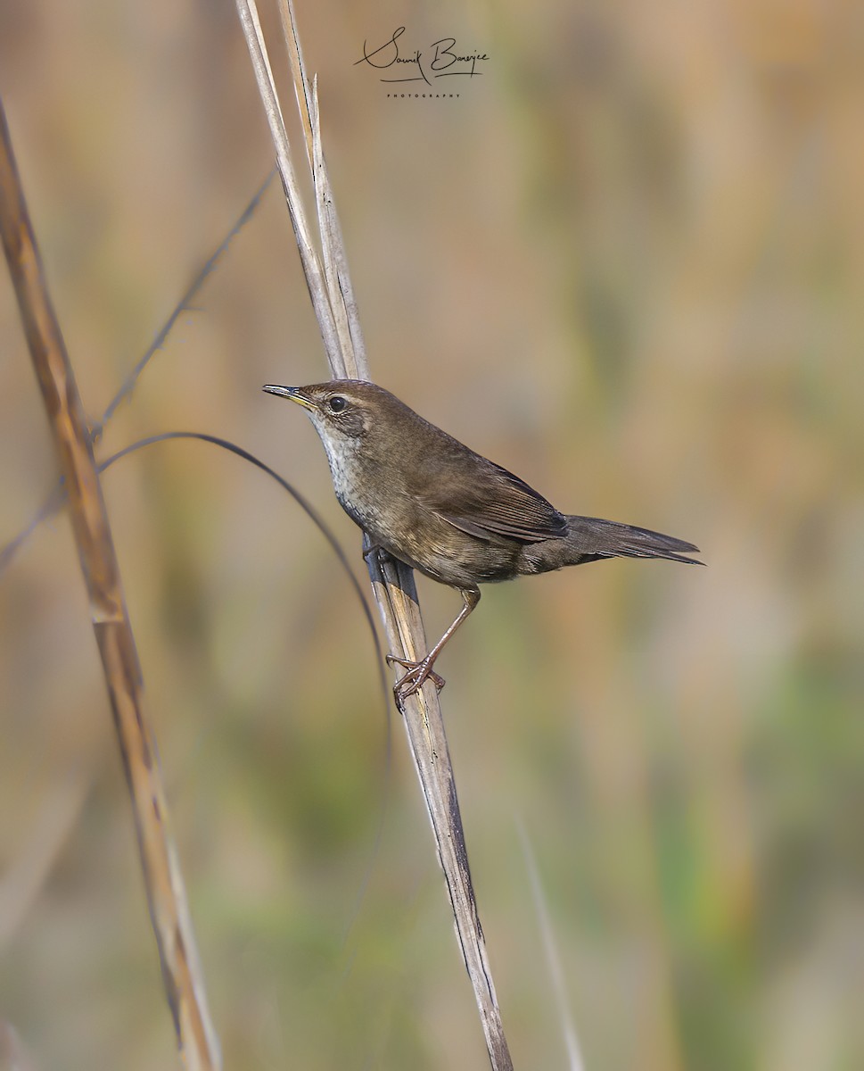 Spotted Bush Warbler - ML416684921