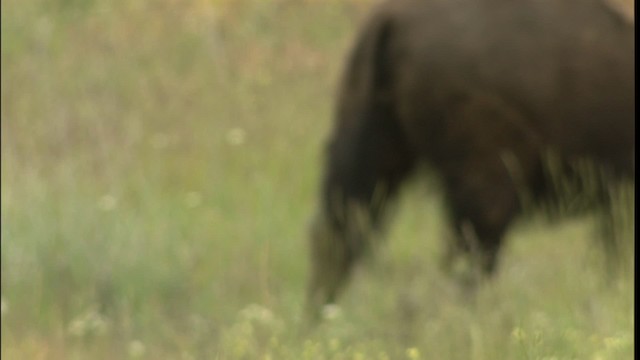 American bison - ML416685