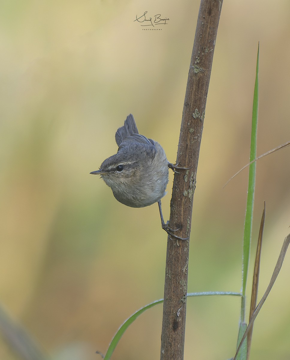 Dusky Warbler - ML416685011