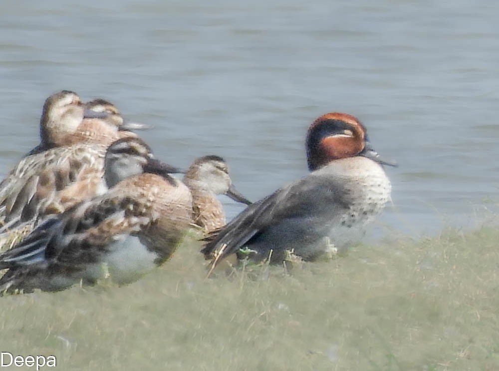 Green-winged Teal - Deepa Wimalasena