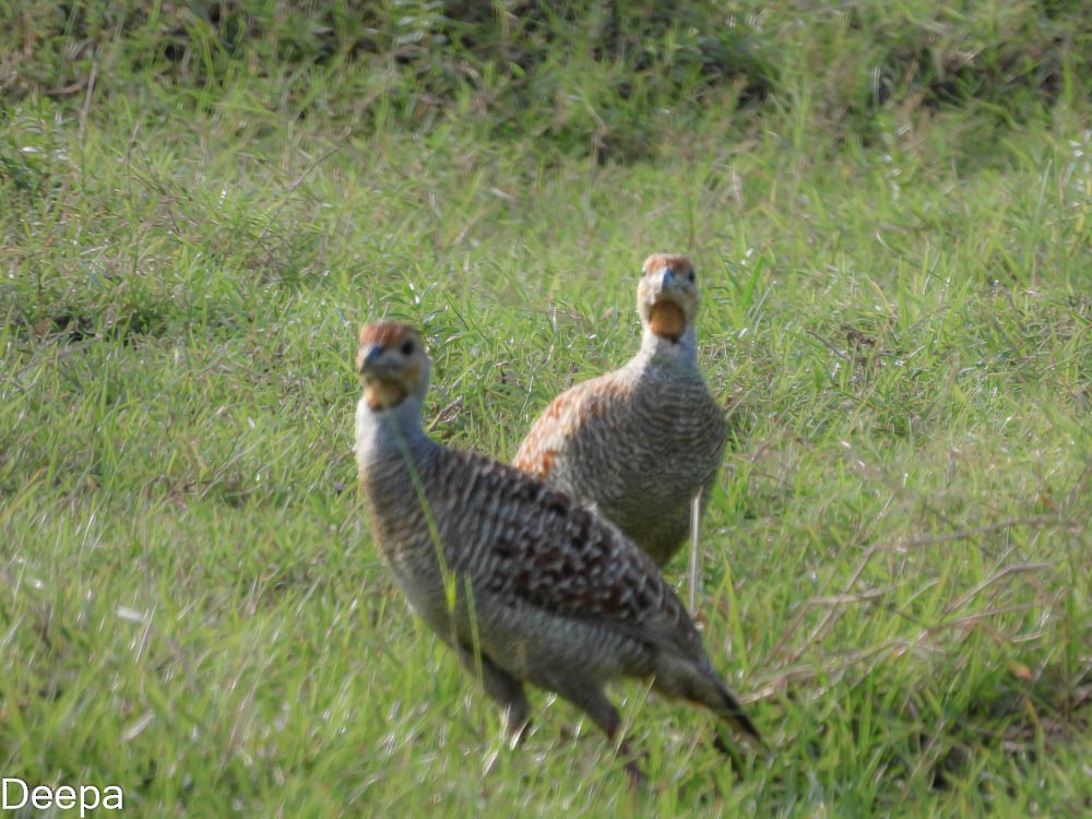 Gray Francolin - Deepa Wimalasena