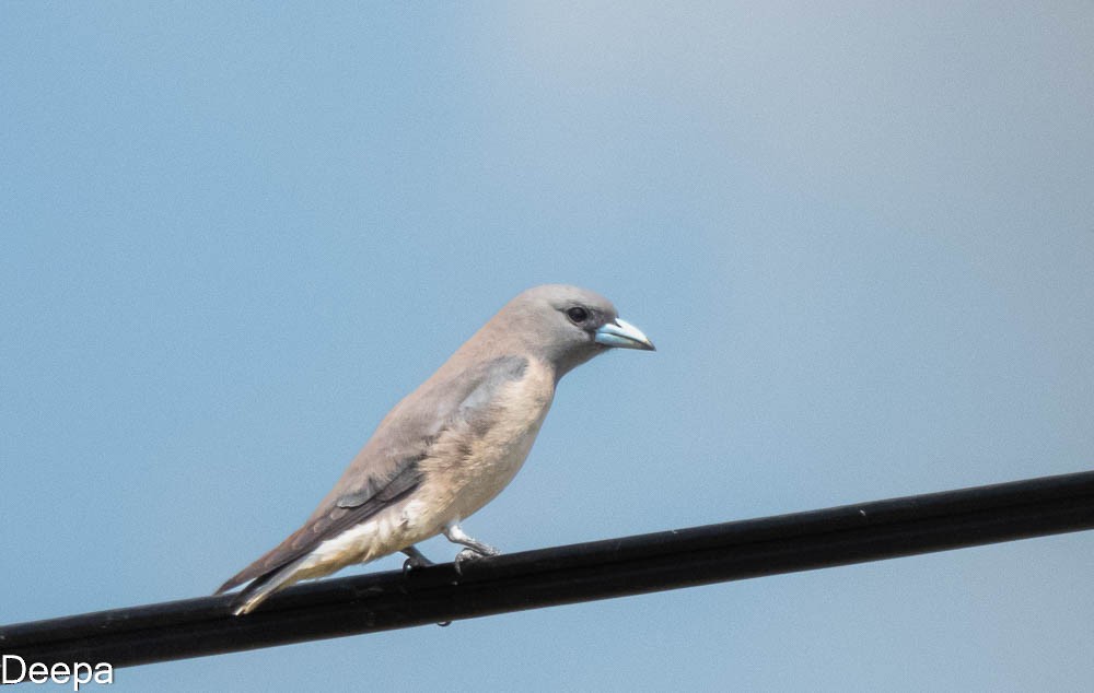 Ashy Woodswallow - ML416685711