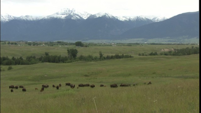 American bison - ML416689