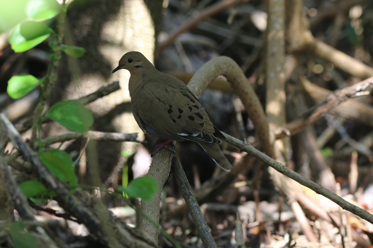 Zenaida Dove - ML416689291