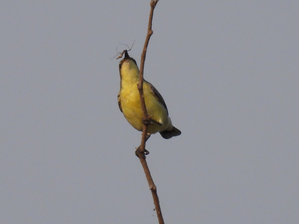 Purple Sunbird - Ramesh Desai