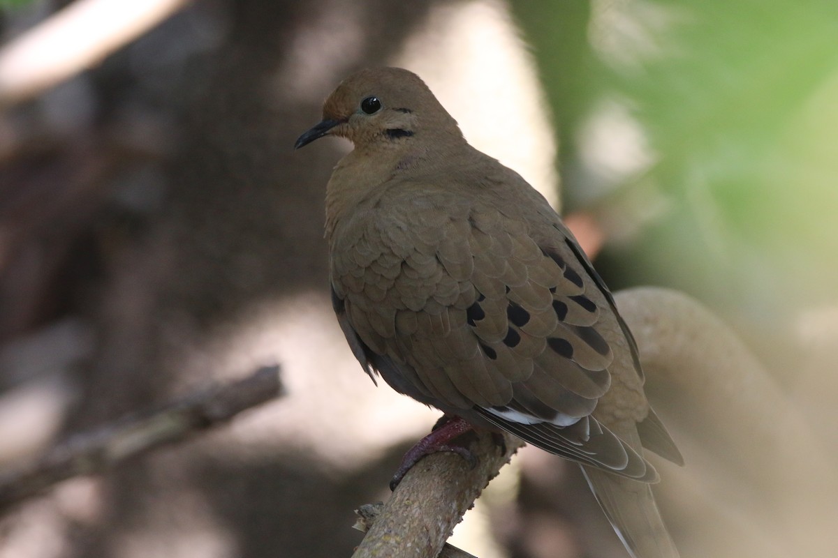 Zenaida Dove - ML416689461