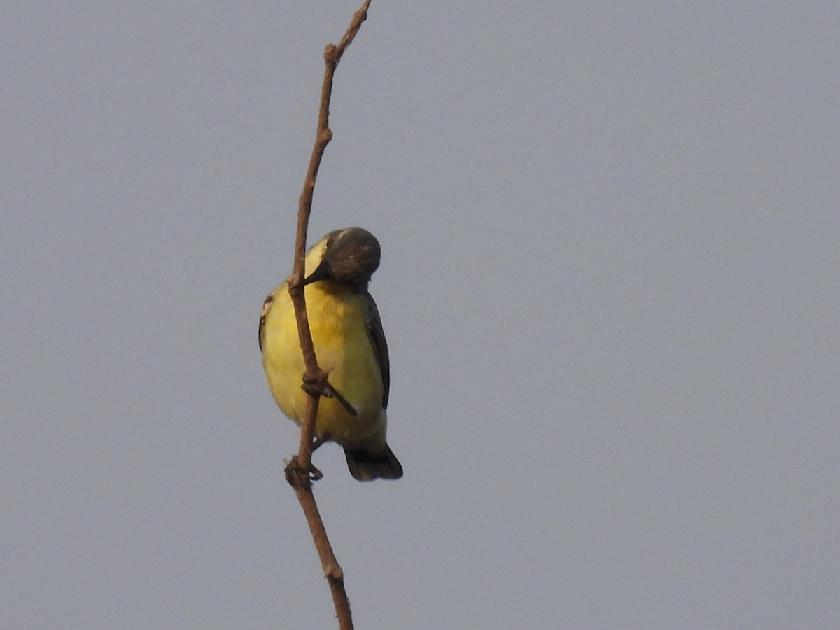 Purple Sunbird - Ramesh Desai