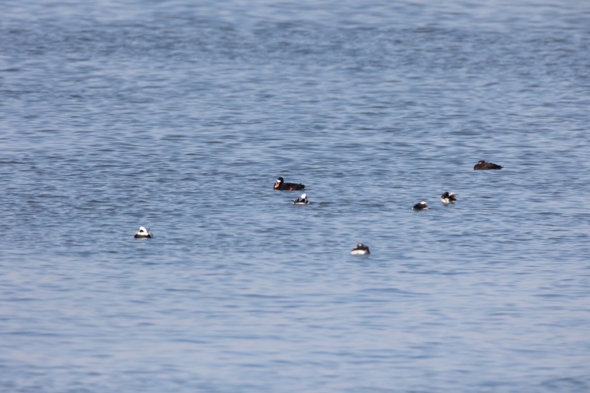 Surf Scoter - ML416692981