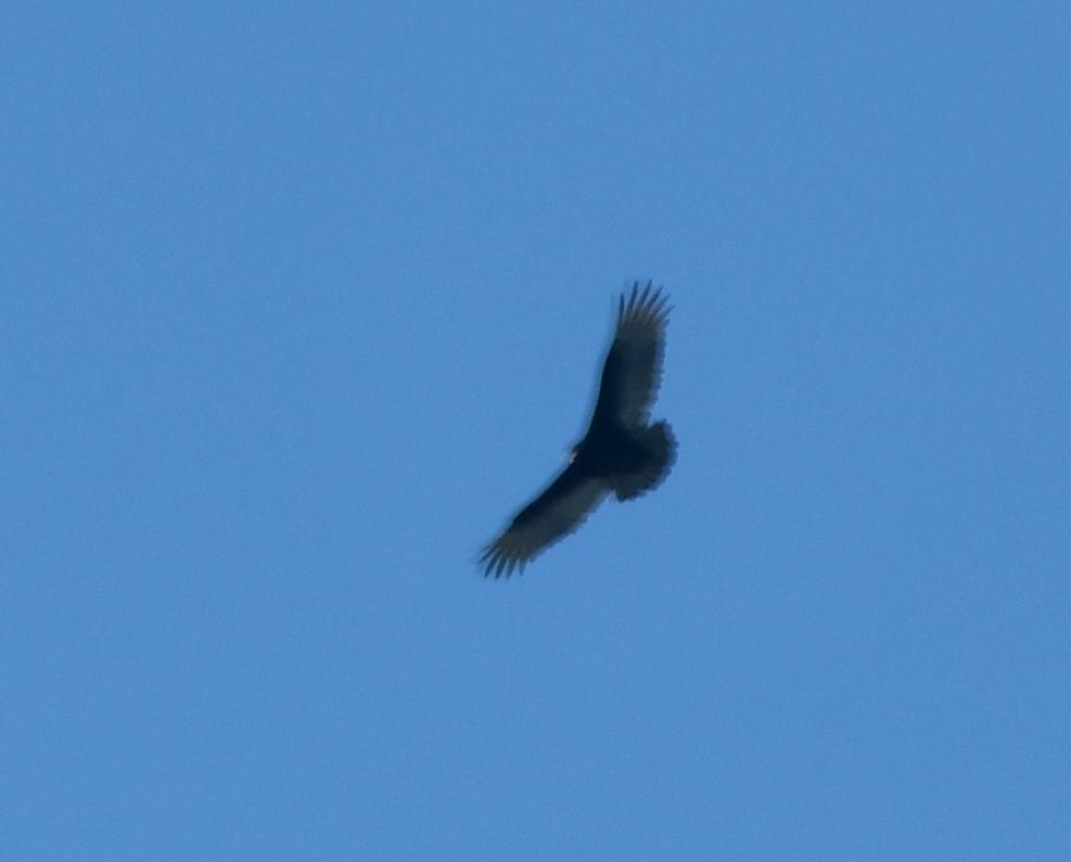 Turkey Vulture (Northern) - ML416693131