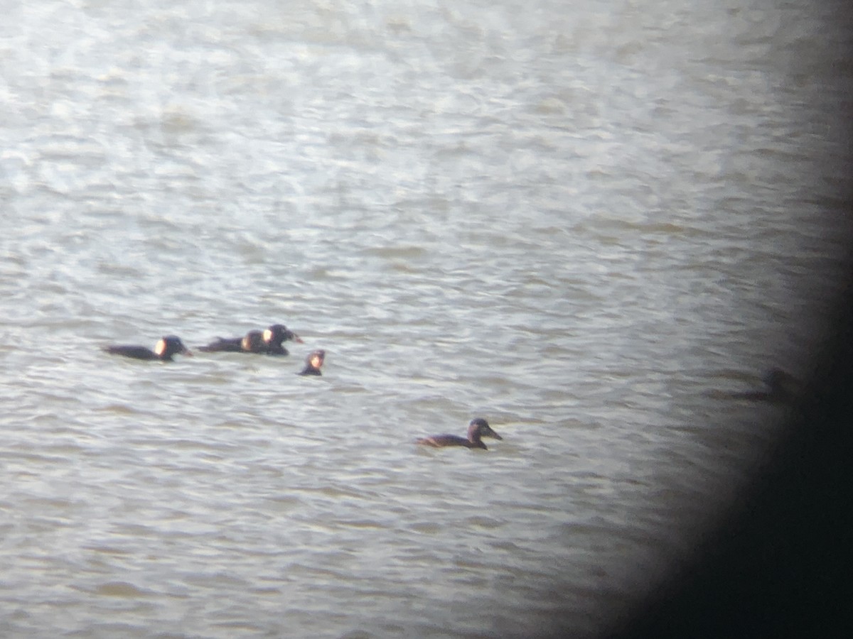 Surf Scoter - ML416693371