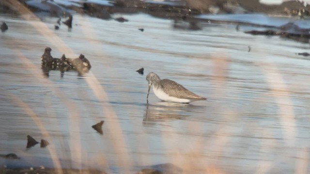 Greater Yellowlegs - ML416693611