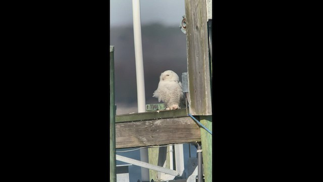 Snowy Owl - ML416693721