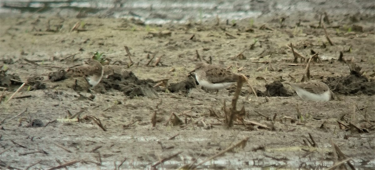 Temminck's Stint - ML416694381