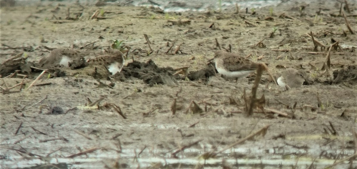 Temminck's Stint - ML416694391