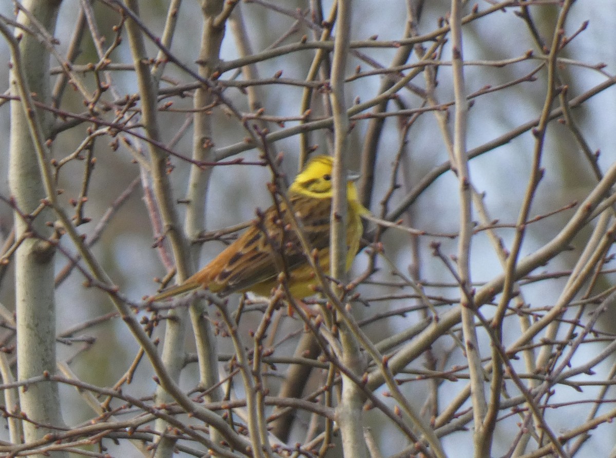 Yellowhammer - Andrew Self