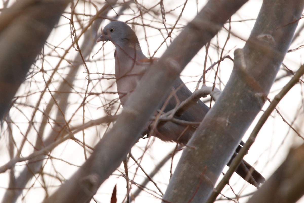 Common Wood-Pigeon - ML416694711