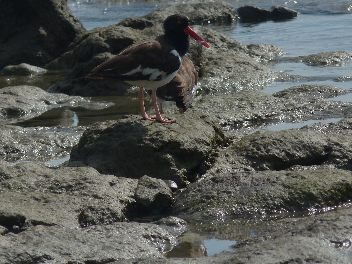 American Oystercatcher - ML416697651