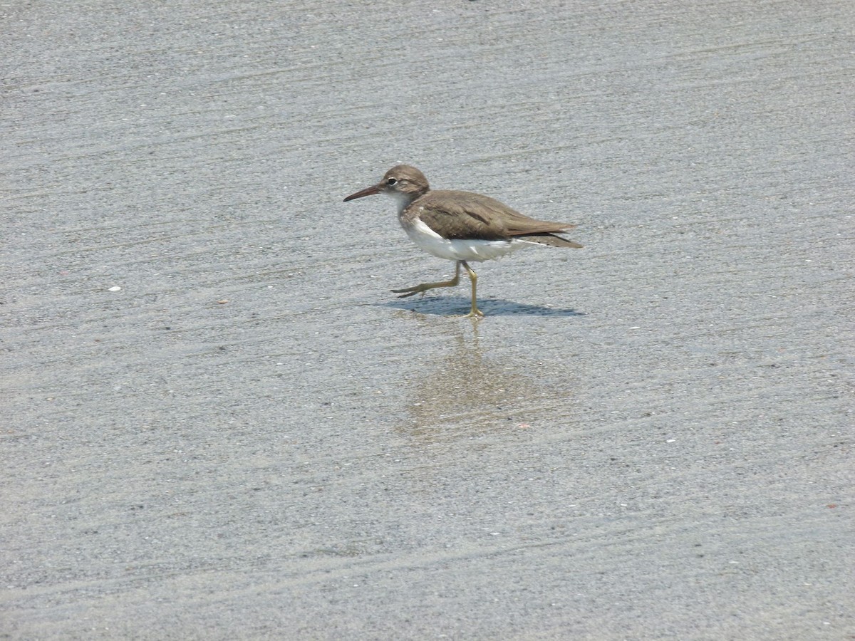 Spotted Sandpiper - ML416697721