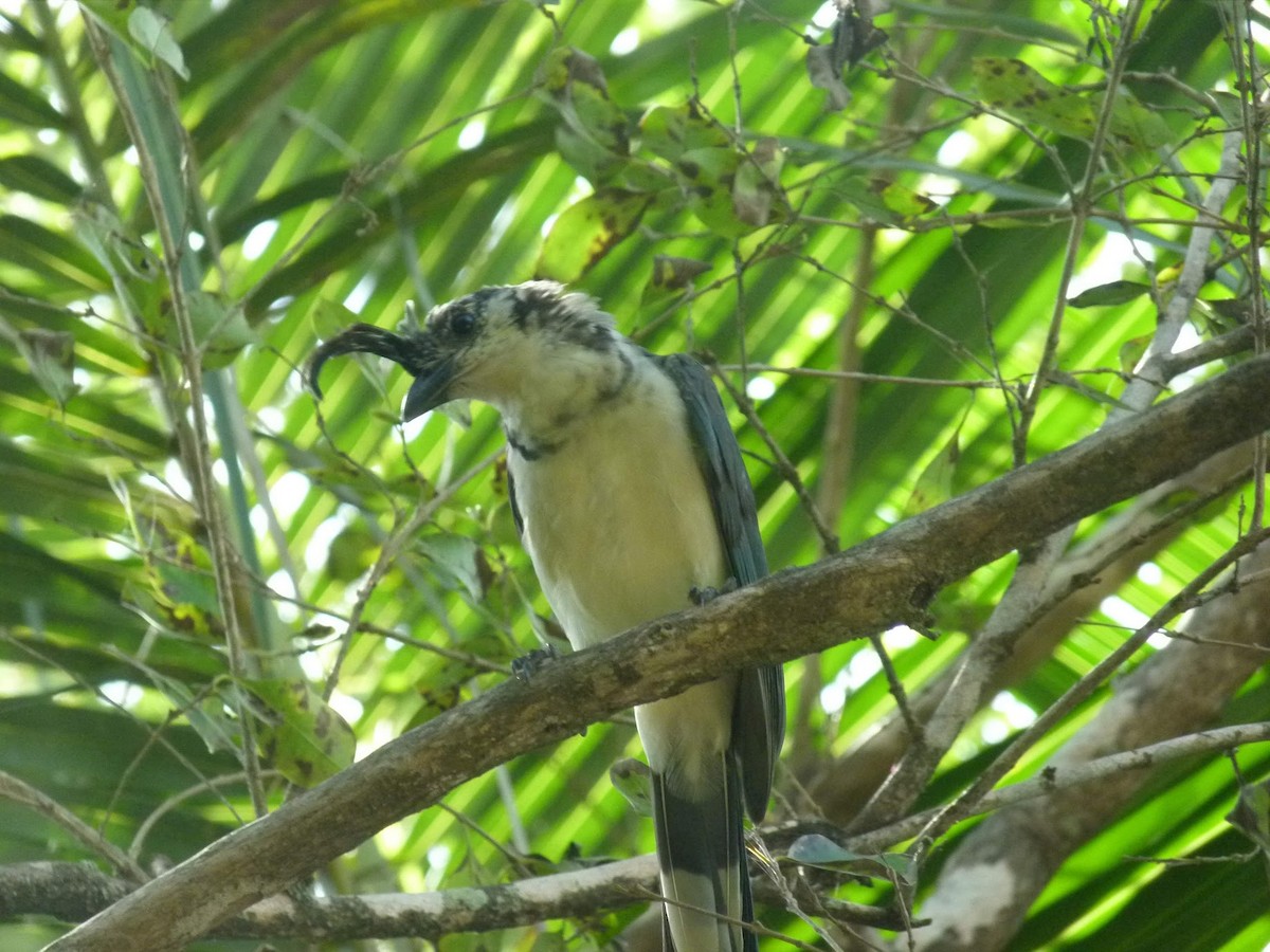 White-throated Magpie-Jay - ML416697811