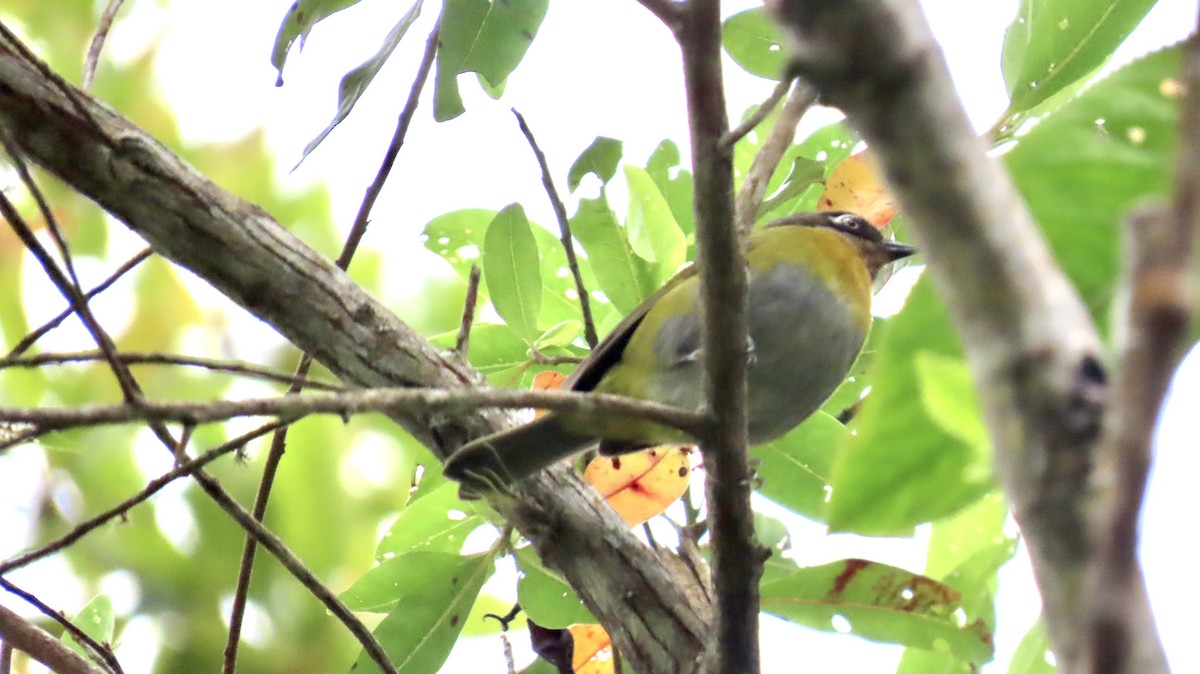 Common Chlorospingus (Venezuela) - ML416701631