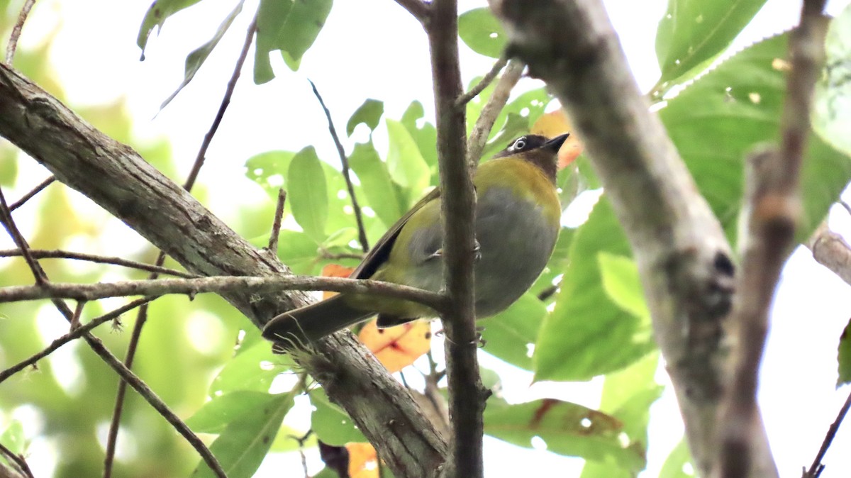 Common Chlorospingus (Venezuela) - Nick Komar