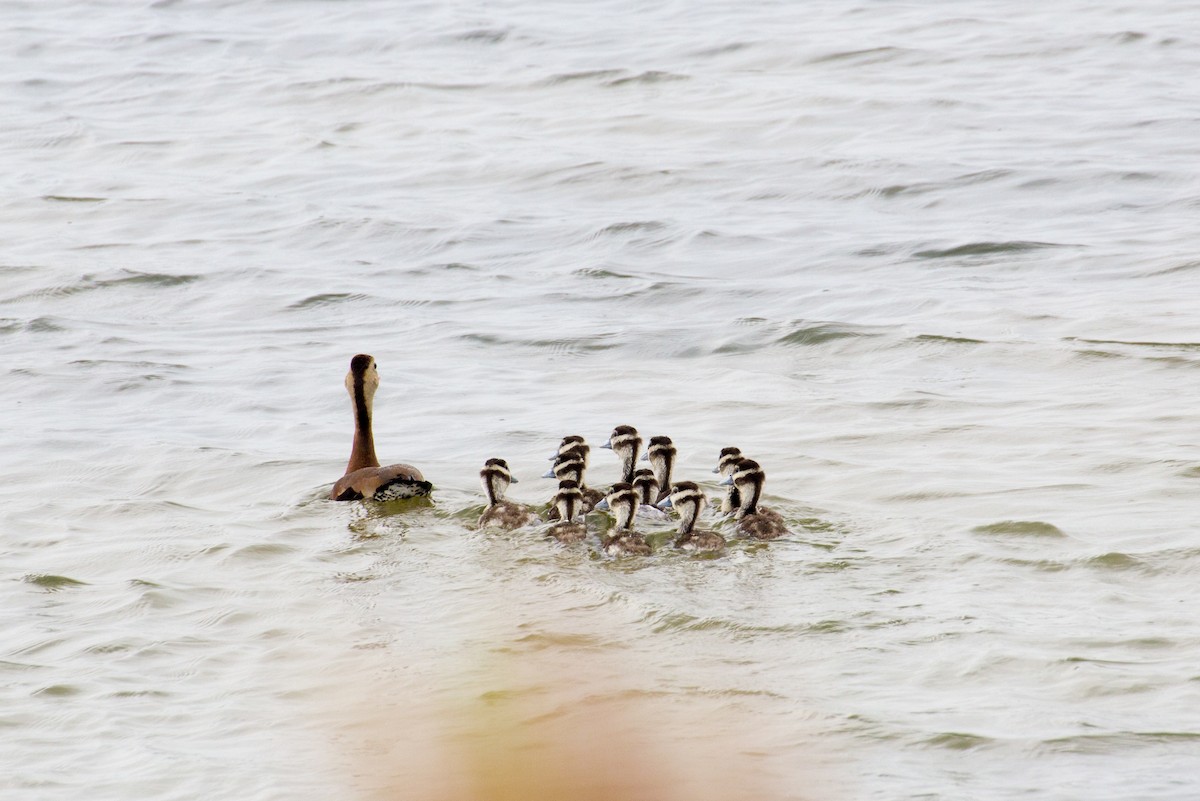 Black-bellied Whistling-Duck - ML41670381