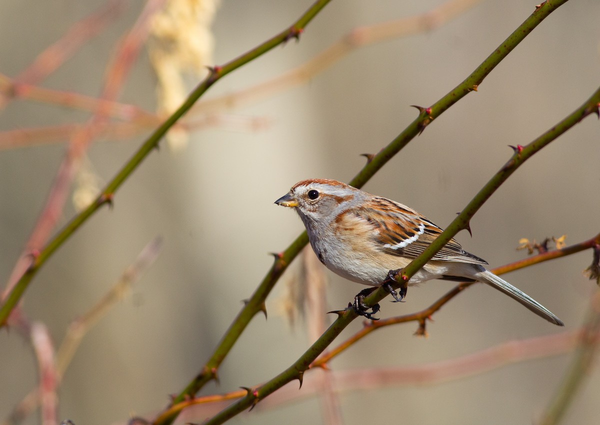 American Tree Sparrow - ML416704481