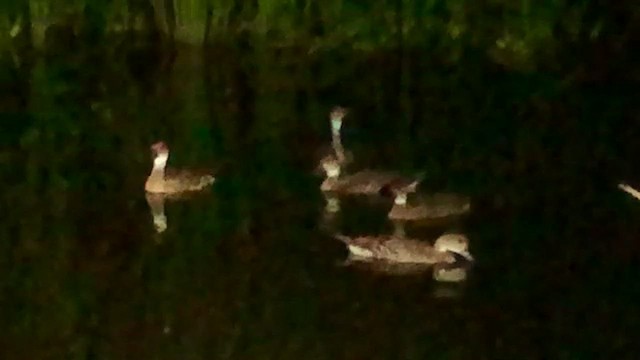 West Indian Whistling-Duck - ML416704991