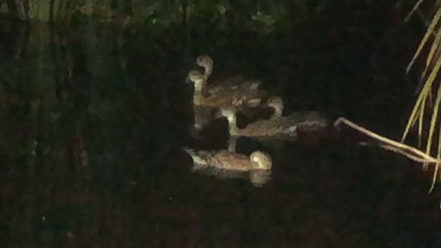 West Indian Whistling-Duck - ML416705021