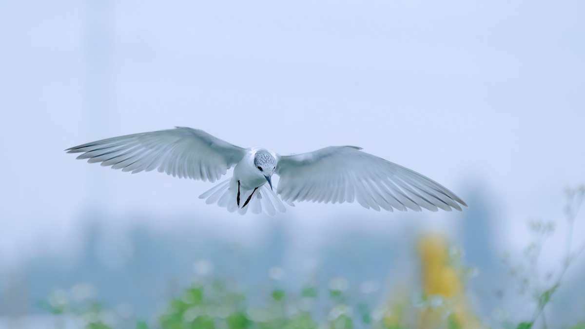 Whiskered Tern - ML416705231
